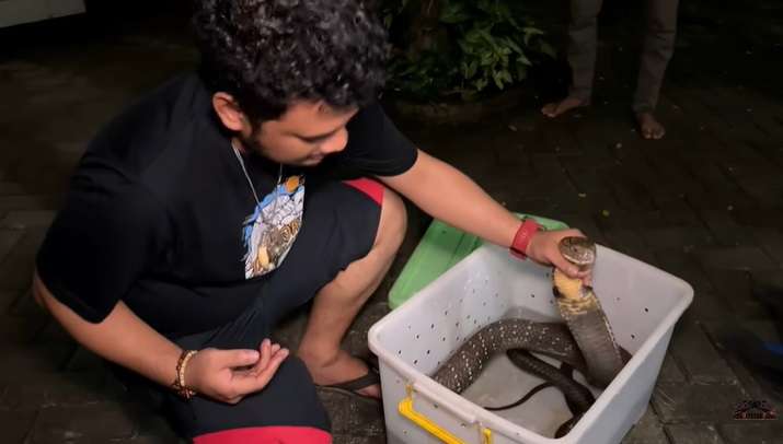Ular King Kobra Pembunuh Ini Nyaris Gigit Tangan Panji Petualang, Lihat 7 Penampakannya Bikin Bergidik!