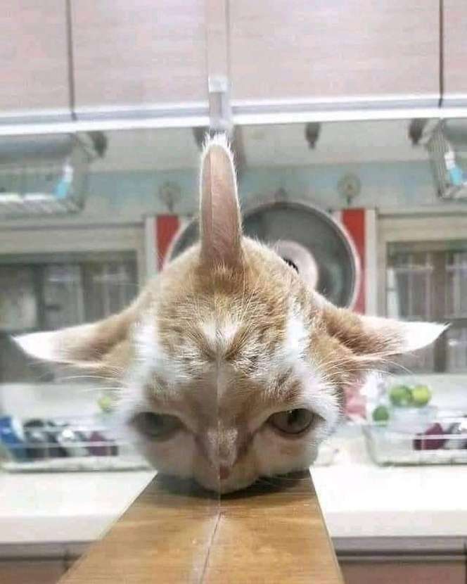 10 Potret Pantulan Cermin Ini Bikin Bingung, Kok Bisa?