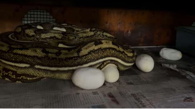 Potret Ular Python Medusa Milik Panji Petualang Ngamuk Saat Telurnya Diambil, Seram Banget!