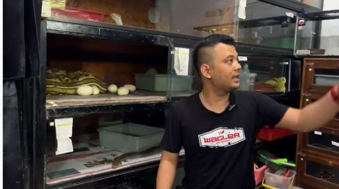 Potret Ular Python Medusa Milik Panji Petualang Ngamuk Saat Telurnya Diambil, Seram Banget!