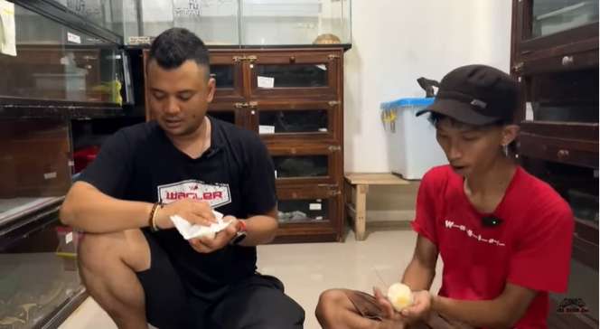 Potret Ular Python Medusa Milik Panji Petualang Ngamuk Saat Telurnya Diambil, Seram Banget!