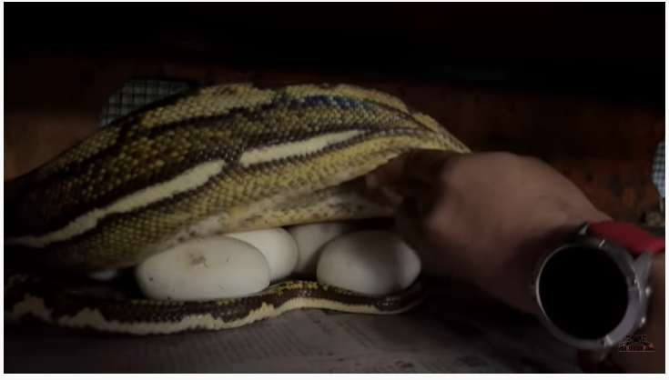 Potret Ular Python Medusa Milik Panji Petualang Ngamuk Saat Telurnya Diambil, Seram Banget!