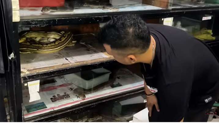 Potret Ular Python Medusa Milik Panji Petualang Ngamuk Saat Telurnya Diambil, Seram Banget!