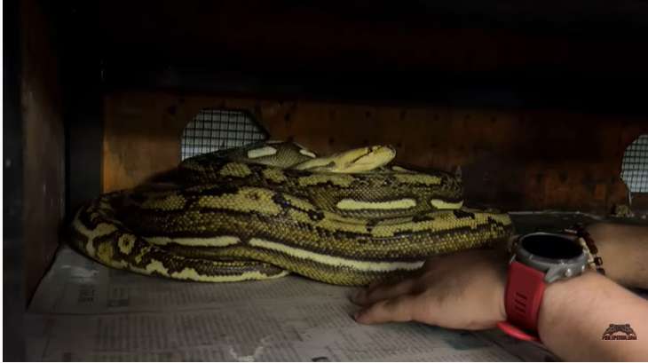 Potret Ular Python Medusa Milik Panji Petualang Ngamuk Saat Telurnya Diambil, Seram Banget!