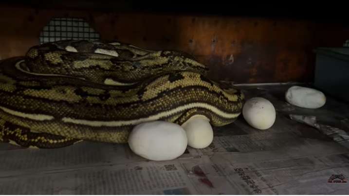 Potret Ular Python Medusa Milik Panji Petualang Ngamuk Saat Telurnya Diambil, Seram Banget!