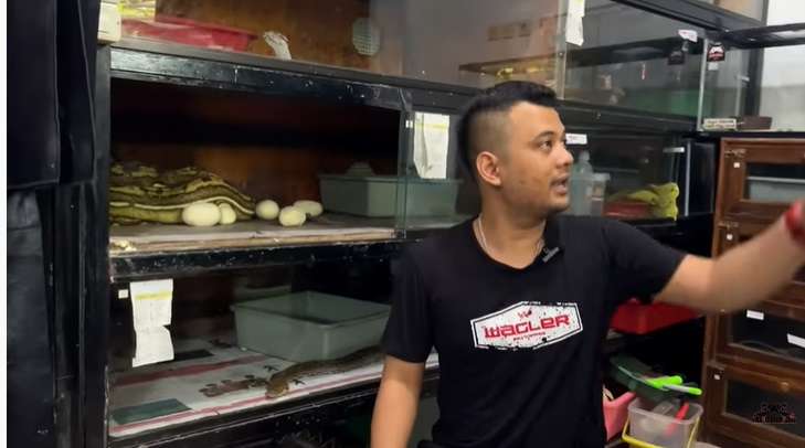 Potret Ular Python Medusa Milik Panji Petualang Ngamuk Saat Telurnya Diambil, Seram Banget!