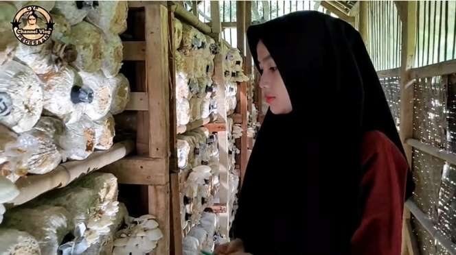 Viral! Gadis Desa Cantik Jadi Petani Jamur Tiram di Kampung Terpencil, Netizen: Bidadari Kesasar!