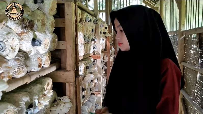 Viral! Gadis Desa Cantik Jadi Petani Jamur Tiram di Kampung Terpencil, Netizen: Bidadari Kesasar!