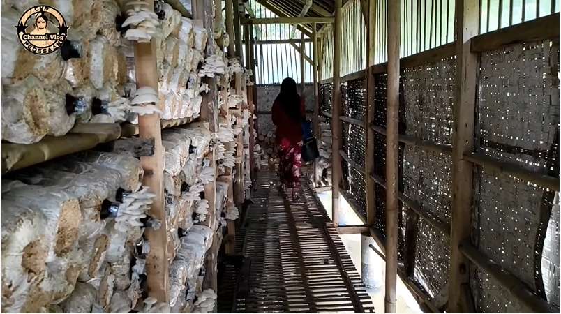 Viral! Gadis Desa Cantik Jadi Petani Jamur Tiram di Kampung Terpencil, Netizen: Bidadari Kesasar!