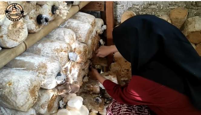 Potret Santi, Petani Jamur di Tasikmalaya, Parasnya Bak Bidadari Turun Ke Bumi!