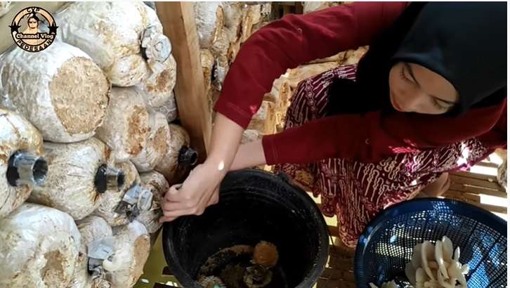 Potret Santi, Petani Jamur di Tasikmalaya, Parasnya Bak Bidadari Turun Ke Bumi!