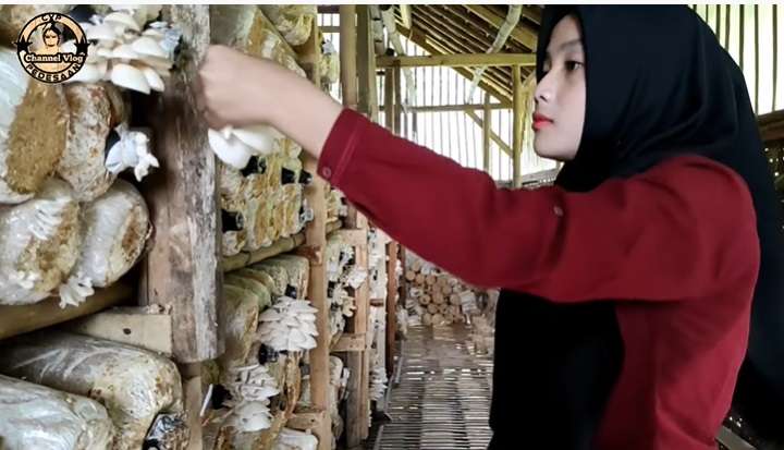 Potret Santi, Petani Jamur di Tasikmalaya, Parasnya Bak Bidadari Turun Ke Bumi!