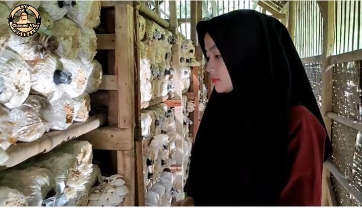 Potret Santi, Petani Jamur di Tasikmalaya, Parasnya Bak Bidadari Turun Ke Bumi!
