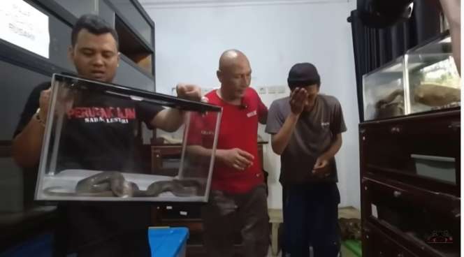 Ngeri, Tim Panji Petualang Tumbang Usai Disembur Bisa Ular Kobra!