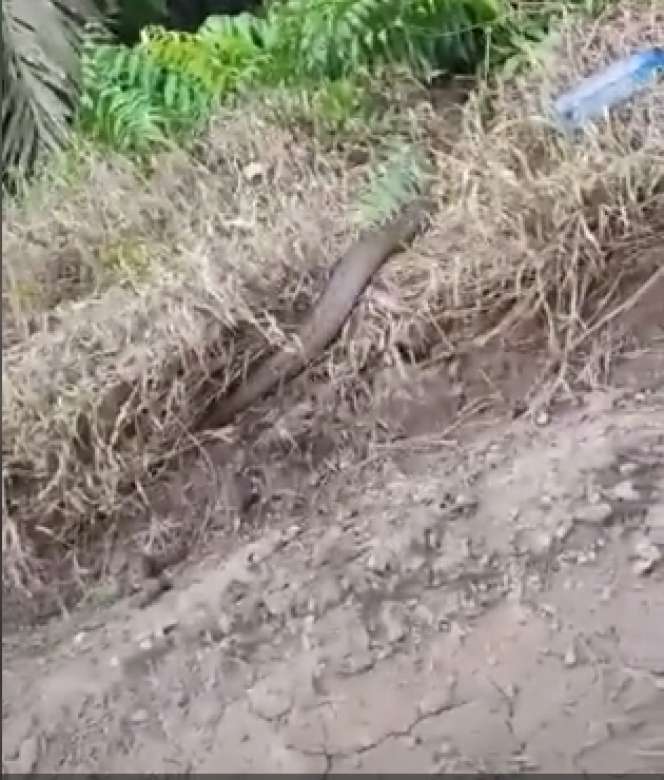 Dikira Batang Kayu, Ternyata King Kobra Raksasa Lagi Telan Bulat-Bulat Ular Piton Besar, Garaga Tak Ada Apa-Apanya!