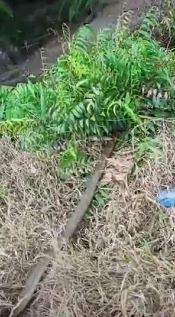 Dikira Batang Kayu, Ternyata King Kobra Raksasa Lagi Telan Bulat-Bulat Ular Piton Besar, Garaga Tak Ada Apa-Apanya!