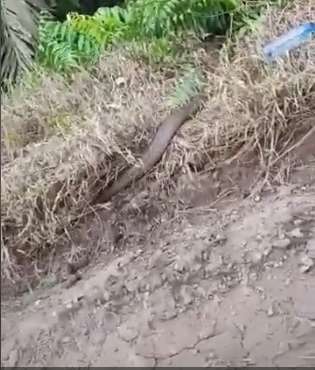 Dikira Batang Kayu, Ternyata King Kobra Raksasa Lagi Telan Bulat-Bulat Ular Piton Besar, Garaga Tak Ada Apa-Apanya!