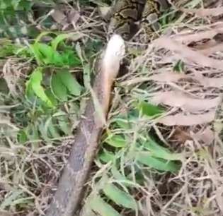 Dikira Batang Kayu, Ternyata King Kobra Raksasa Lagi Telan Bulat-Bulat Ular Piton Besar, Garaga Tak Ada Apa-Apanya!