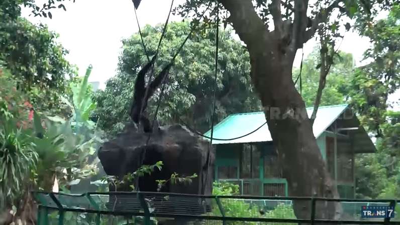 10 Potret Kebun Binatang Mantan Gubernur DKI Sutiyoso, Ngerinya Bak Hutan Belantara, Ada Ikan Raksasa!