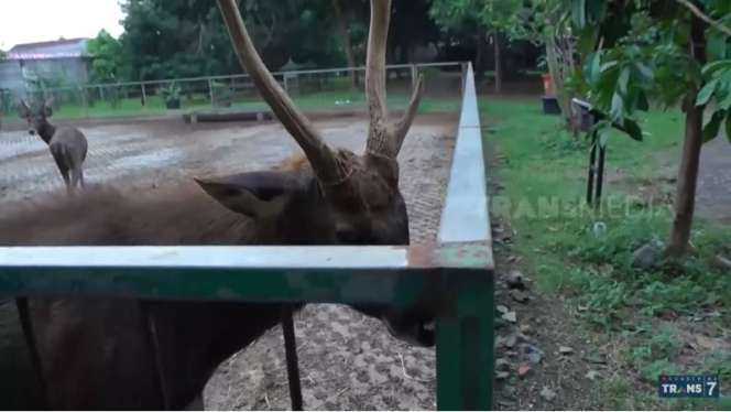 10 Potret Kebun Binatang Mantan Gubernur DKI Sutiyoso, Ngerinya Bak Hutan Belantara, Ada Ikan Raksasa!