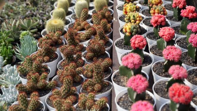 FOTO: Pameran Flora dan Fauna 2022 Kembali Digelar Setelah Vakum Selama 2 Tahun