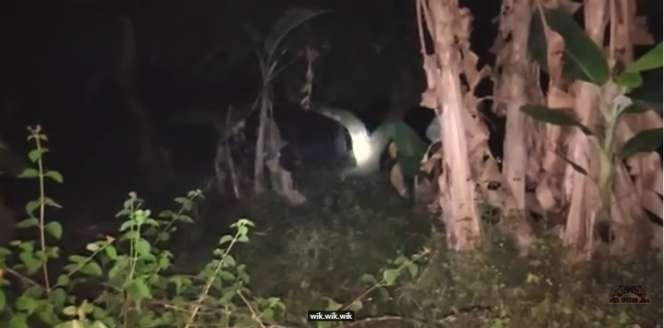 Panji Petualang Rekam Sosok Hantu Pocong Saat Berburu Ular di Hutan, Wujudnya Ngeri!