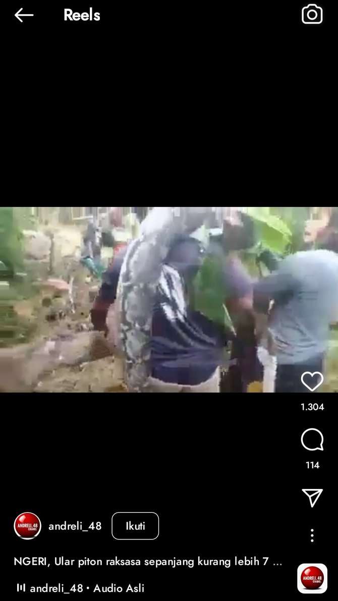 Viral! 8 Potret Penemuan Ular Raksasa di Hutan Sulawesi, Diangkat 9 Orang Masih Gak Kuat!