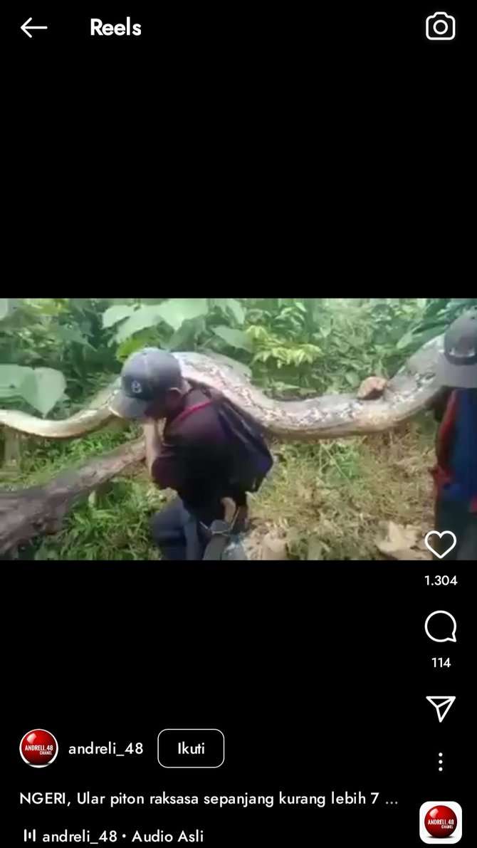 Viral! 8 Potret Penemuan Ular Raksasa di Hutan Sulawesi, Diangkat 9 Orang Masih Gak Kuat!