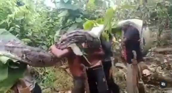 Viral! 8 Potret Penemuan Ular Raksasa di Hutan Sulawesi, Diangkat 9 Orang Masih Gak Kuat!