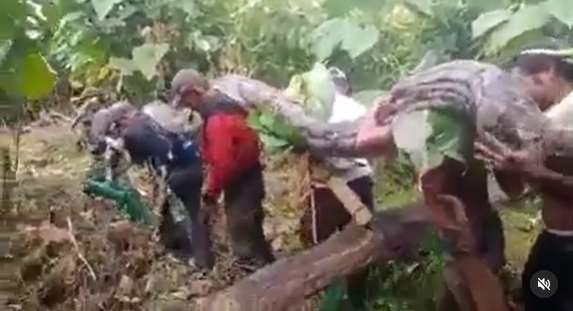 Viral! 8 Potret Penemuan Ular Raksasa di Hutan Sulawesi, Diangkat 9 Orang Masih Gak Kuat!