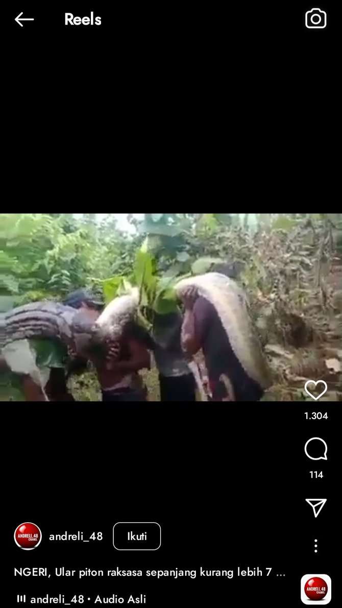 Viral! 8 Potret Penemuan Ular Raksasa di Hutan Sulawesi, Diangkat 9 Orang Masih Gak Kuat!