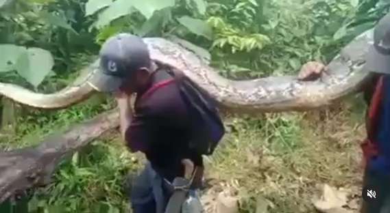 Viral! 8 Potret Penemuan Ular Raksasa di Hutan Sulawesi, Diangkat 9 Orang Masih Gak Kuat!