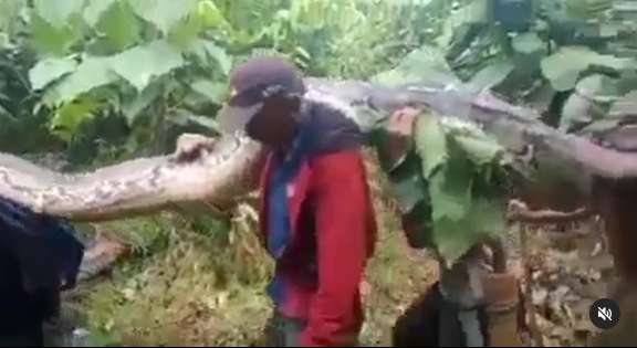 Viral! 8 Potret Penemuan Ular Raksasa di Hutan Sulawesi, Diangkat 9 Orang Masih Gak Kuat!