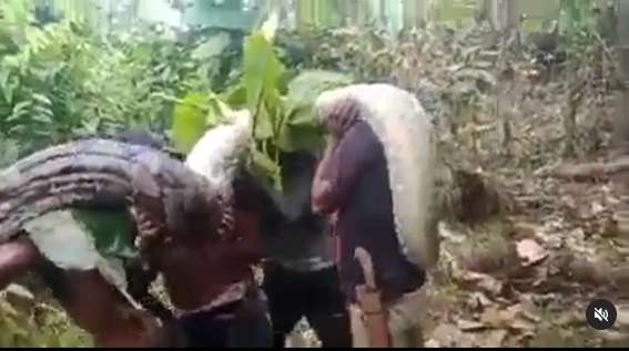 Viral! 8 Potret Penemuan Ular Raksasa di Hutan Sulawesi, Diangkat 9 Orang Masih Gak Kuat!