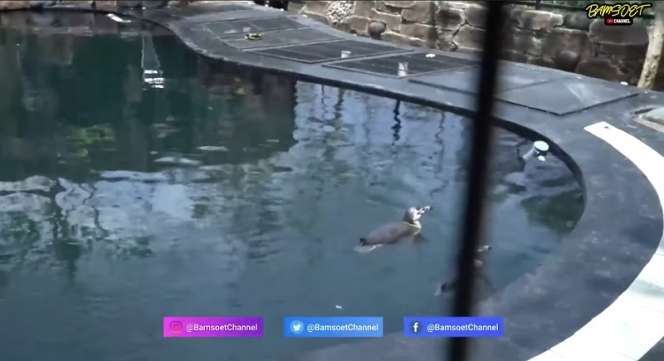 10 Potret Kebun Binatang Mewah Robert Bonosusatya, Konglomerat yang Dituding Mafia Judi Online Komplotan Ferdy Sambo! 