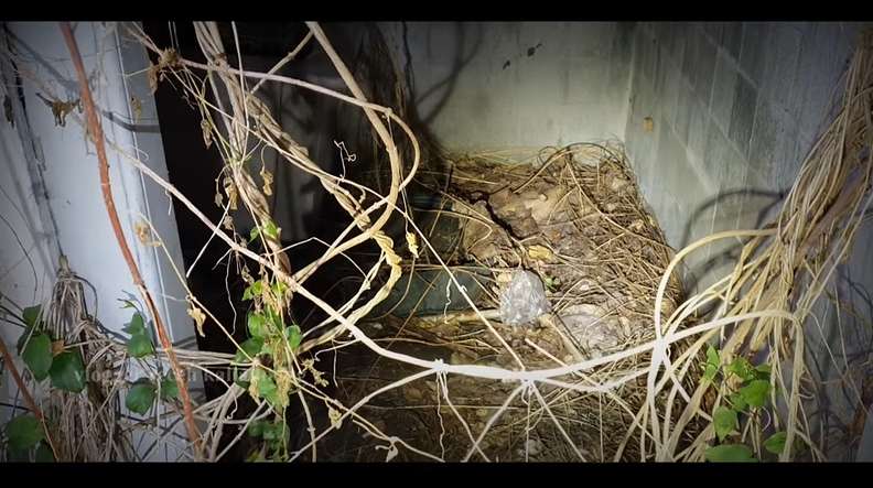 10 Potret Rumah Mewah Terbengkalai Bekas Lokasi Pemerkosaan, Kamar Mandi Khas Belanda, Ngeri Banget!