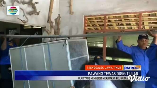 Digigit King Kobra Peliharaan, Pawang Ular di Trenggalek Tewas Saat Ganti Air Minum!