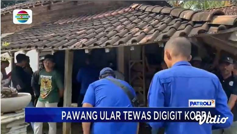 Digigit King Kobra Peliharaan, Pawang Ular di Trenggalek Tewas Saat Ganti Air Minum!