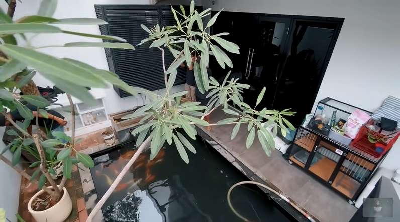 10 Potret Kolam Ikan Nikita Mirzani Sebelum VS Sesudah Renovasi, Kini Airnya Bisa Diminum & Renang!