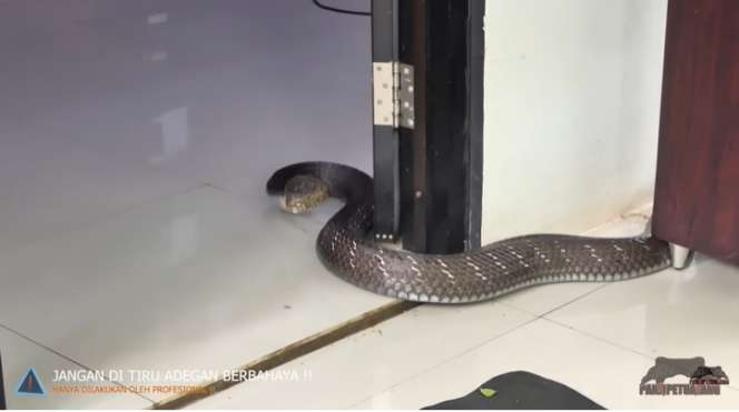 Ular King Kobra Viral Asal Trenggalek yang Tewaskan Pawangnya, Kini Dirawat Panji Petualang, Gede Banget Mirip Garaga!