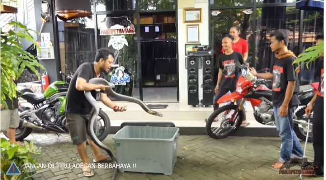 Ular King Kobra Viral Asal Trenggalek yang Tewaskan Pawangnya, Kini Dirawat Panji Petualang, Gede Banget Mirip Garaga!