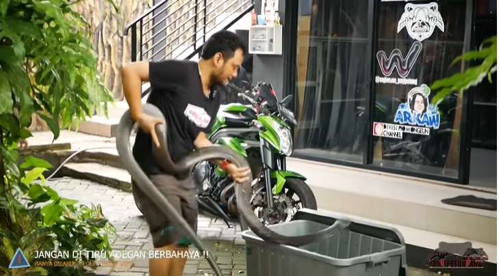 Ular King Kobra Viral Asal Trenggalek yang Tewaskan Pawangnya, Kini Dirawat Panji Petualang, Gede Banget Mirip Garaga!