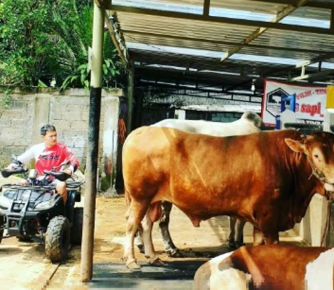 Masih Ingat Hardi Fadhilla? Raja FTV yang Kini jadi Juragan Sapi