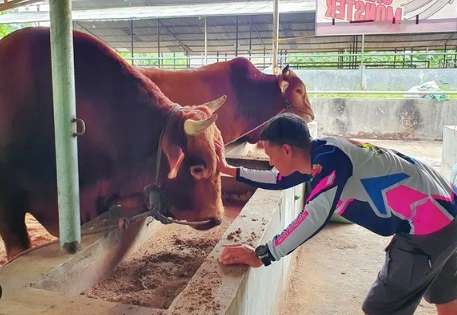 Masih Ingat Hardi Fadhilla? Raja FTV yang Kini jadi Juragan Sapi