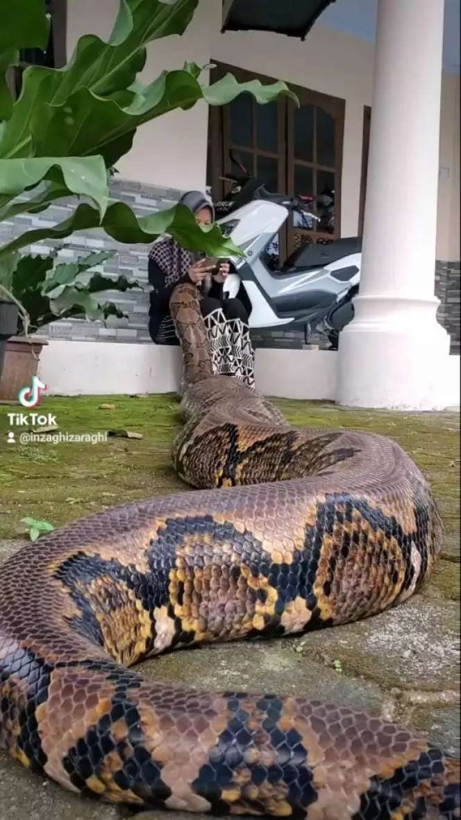 8 Potret Gadis Berhijab Asyik Bersahabat dengan Ular Raksasa, Pose-Posenya Bikin Ngilu!