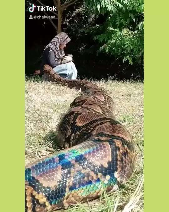 8 Potret Gadis Berhijab Asyik Bersahabat dengan Ular Raksasa, Pose-Posenya Bikin Ngilu!