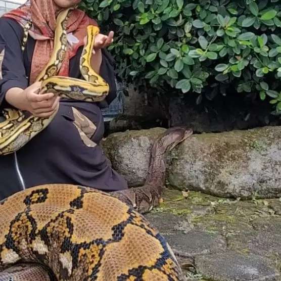 8 Potret Gadis Berhijab Asyik Bersahabat dengan Ular Raksasa, Pose-Posenya Bikin Ngilu!