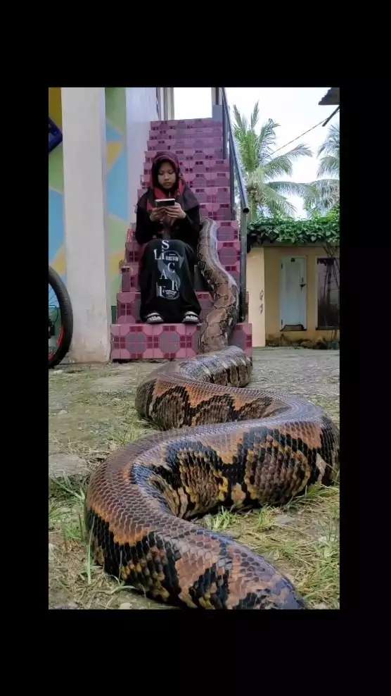 8 Potret Gadis Berhijab Asyik Bersahabat dengan Ular Raksasa, Pose-Posenya Bikin Ngilu!