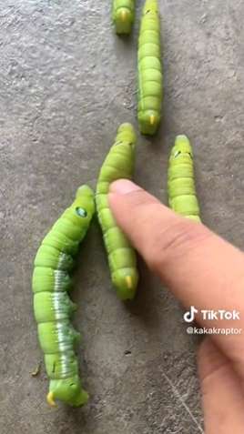 Viral Cewek Cantik Pakai Aksesoris dari Ulat Hidup, Bikin Netizen Geli & Merinding, Lihat 8 Potretnya!