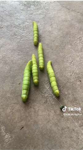 Viral Cewek Cantik Pakai Aksesoris dari Ulat Hidup, Bikin Netizen Geli & Merinding, Lihat 8 Potretnya!